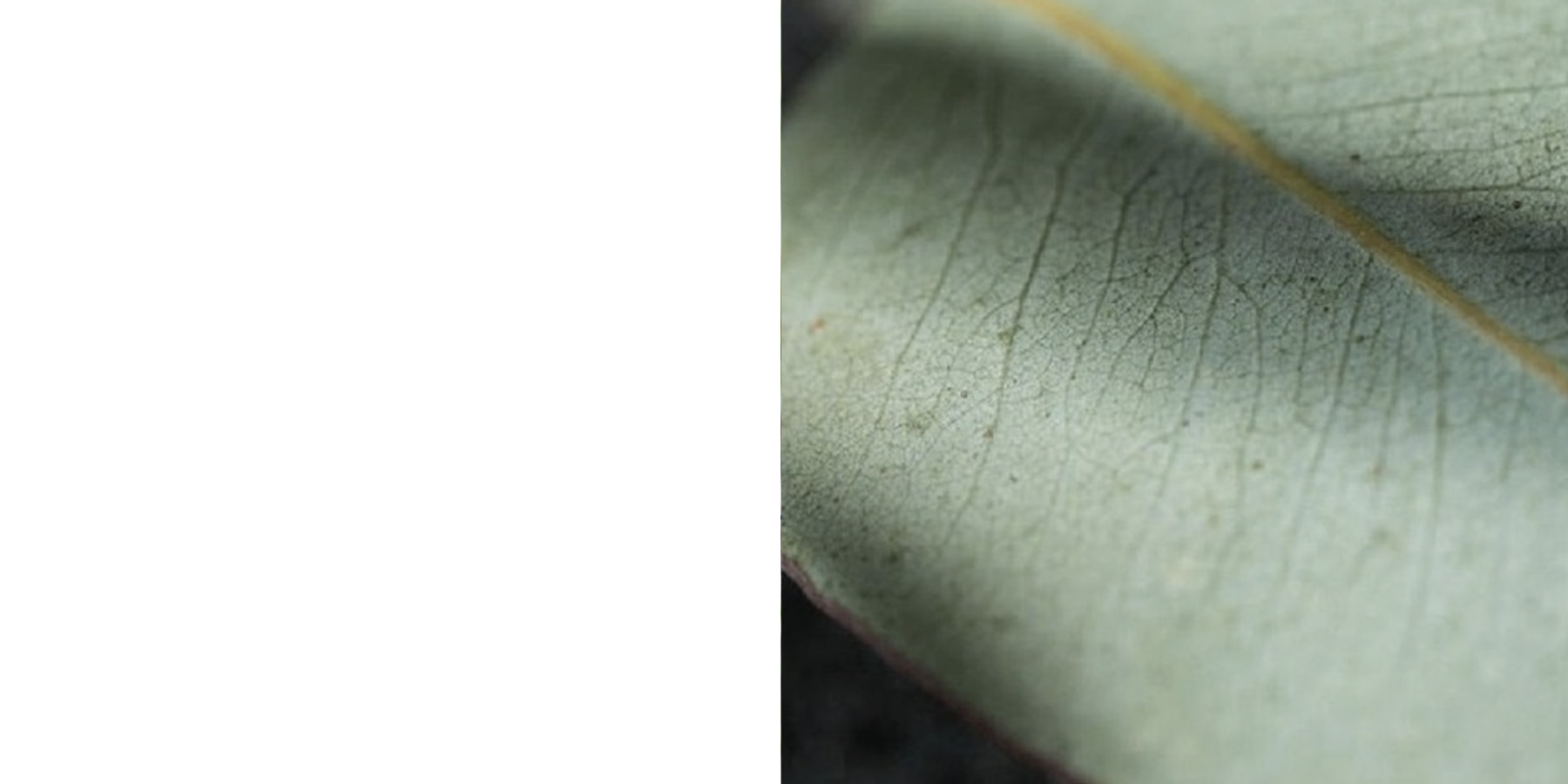 Kluft精选天然材料——TerraPur乳胶